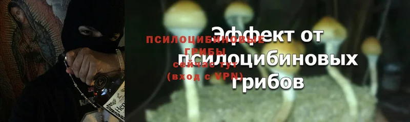 это как зайти  Уварово  Галлюциногенные грибы Psilocybe 